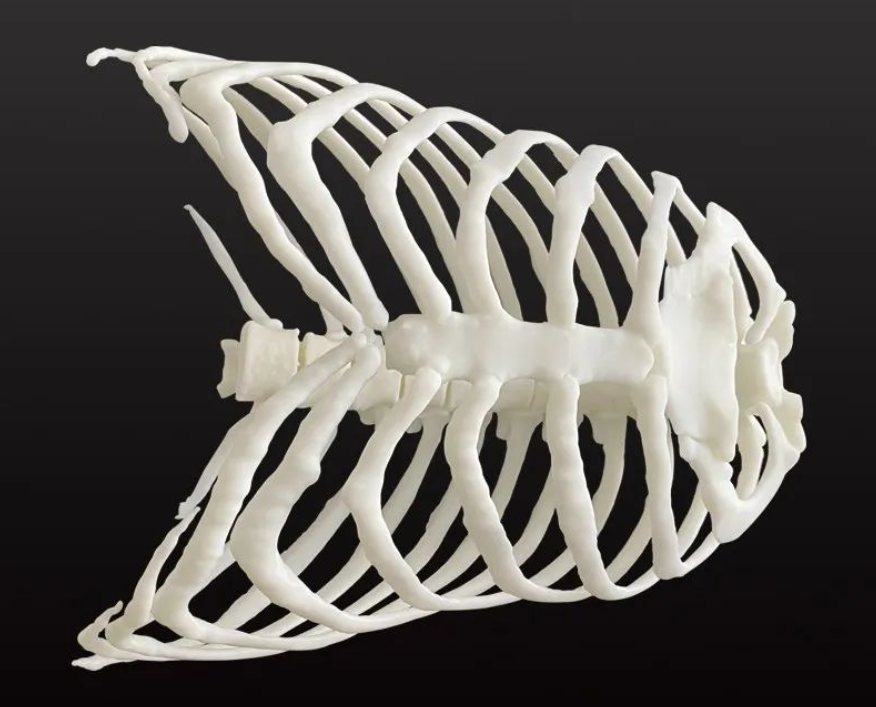 科學(xué)家3D打印出珊瑚仿生骨移植替代品，僅需2-4周即可長出新骨 image