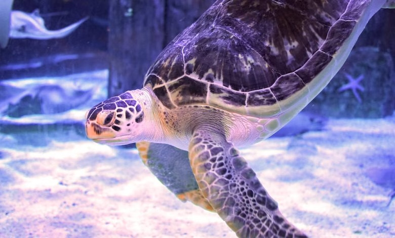 一只名叫夏洛特的海龜借助3D打印背帶再次獲得游泳能力 153808q4wss61dw526pus3
