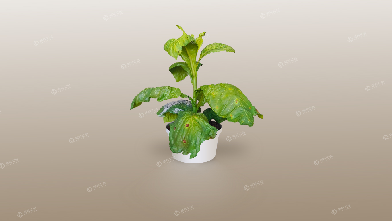 青島3d打印-1:1復(fù)刻植物三維模型 大煙葉水印1243