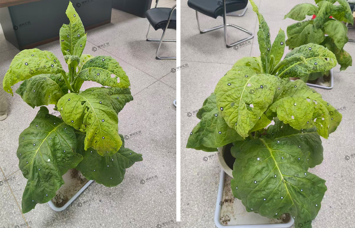 青島3d打印-1:1復(fù)刻植物三維模型 大煙葉12313545335_02